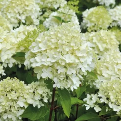 Rispenhortensie 'Limelight'Ⓢ 30/40 Cm, Im 5 L Topf -Gartenserien Geschäft 0415300054 Rispenhortensie Hydrangea limelight 5lt 01 49435