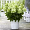 Rispenhortensie 'Whitelight'®, 3er-Set, Höhe 40-60 Cm, Topf 5 Liter