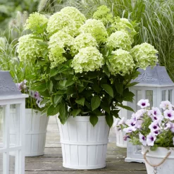 Rispenhortensie 'Whitelight'®, 3er-Set, Höhe 40-60 Cm, Topf 5 Liter -Gartenserien Geschäft 0415300396 Hydrangea pan Whitelight 3er Set 2 104919
