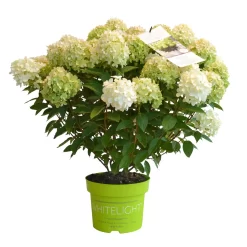 Rispenhortensie 'Whitelight'®, 3er-Set, Höhe 40-60 Cm, Topf 5 Liter -Gartenserien Geschäft 0415300396 Hydrangea pan Whitelight 3er Set 3 105053