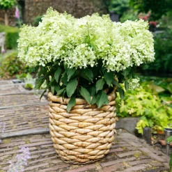 Gartenserien Geschäft -Gartenserien Geschäft 0415300396 Hydrangea pan Whitelight 3er Set 4 104918
