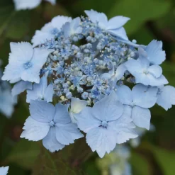 Gartenserien Geschäft -Gartenserien Geschäft 0415500167 Hydrangea serrata Blue Deckle Blue Bird 1 104397