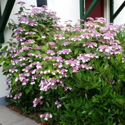 Japanische Berg-Hortensien 'Blue Deckle' & 'Blue Bird', 2er-Set, Topf 4 Liter -Gartenserien Geschäft 0415500167 Hydrangea serrata Blue Deckle Blue Bird 2 104398