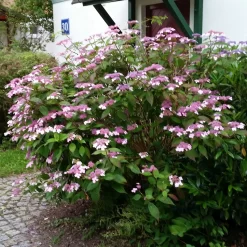 Japanische Berg-Hortensien 'Blue Deckle' & 'Blue Bird', 2er-Set, Topf 4 Liter -Gartenserien Geschäft 0415500167 Hydrangea serrata Blue Deckle Blue Bird 3 104399