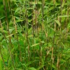 Bambus Fargesia Nitida 'Volcano', Höhe 80-100 Cm, Topf 10 Liter