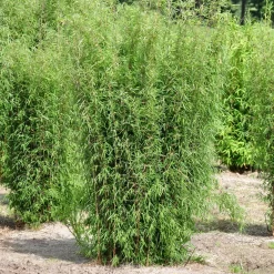 Bambus 'Dekorative Halme Rot/Schwarz', 2er-Set, Höhe 80-100cm, Topf 7,5+10 Liter -Gartenserien Geschäft 0425100161 Bambus Kollektion Jiuhaigou 80 100 7 5l Topf 48722