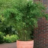 Bambus-Hecken-Set Fargesia 'Jumbo', 20er-Set, Höhe 60-80 Cm, Topf 7,5 Liter
