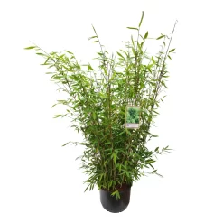 Gartenbambus 'Winter Joy', 15er-Set, Topf 10 Liter -Gartenserien Geschäft 0425100343 0425100344 0425100345 0425100346 0425100347 0425100348 0425100349 Fargesia Hybr Winter Joy 2 105051