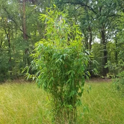 Elfenbein-Bambus 'Ivory Ibis'® (Japo 55' EU-S), 2er-Set, Höhe 80-100 Cm -Gartenserien Geschäft 0425100383 0425100384 Fargesia Ivory Ibis 080100 WEB 2 94511