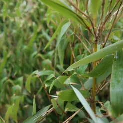 Elfenbein-Bambus 'Ivory Ibis'® (Japo 55' EU-S), 25er-Set, Höhe 80-100 Cm -Gartenserien Geschäft 0425100383 0425100384 Fargesia Ivory Ibis 080100 WEB 4 94514 1