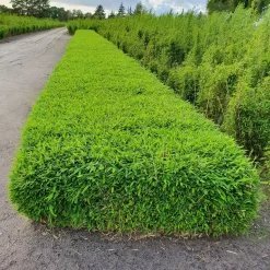 Kleiner Formschnittbambus 'Moontears'® EU-S - Kugel, 2er-Set, Topf 7,5 Liter -Gartenserien Geschäft 0425100444 Fargesia spec Moontears 2er Set 2 104794