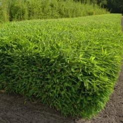 Kleiner Formschnittbambus 'Moontears'® EU-S - Kugel, 2er-Set, Topf 7,5 Liter -Gartenserien Geschäft 0425100444 Fargesia spec Moontears 2er Set 3 104795