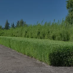 Kleiner Formschnittbambus 'Moontears'® EU-S - Kugel, 2er-Set, Topf 7,5 Liter -Gartenserien Geschäft 0425100444 Fargesia spec Moontears 2er Set 4 104796