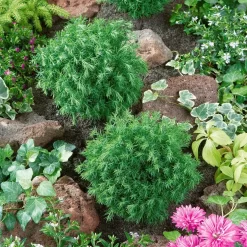 Gartenserien Geschäft -Gartenserien Geschäft 0430300268 Thuja occ Teddy 36er Set1 62985