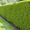 Heckeneibe, Taxus Media "Hillii", 3er-Set, Höhe 40-50 Cm, Topf 5 Liter