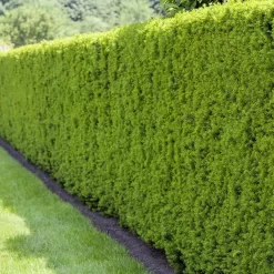 Heckeneibe, Taxus Media "Hillii", 3er-Set, Höhe 40-50 Cm, Topf 5 Liter