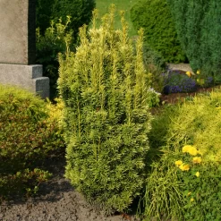 Gelbe Säuleneibe, 4er-Set, Gelb, Höhe 30-40 Cm, Topf 3 Liter