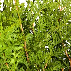 Lebensbaum 'Brabant', 25er-Set, Höhe 100-125 Cm, Topf 12 Liter -Gartenserien Geschäft 0430380110 0430380111 Thuja occ Brabant 2 111703