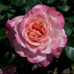 Stammrose 'Augusta Luise®', Edelrose, Stammhöhe 60cm Im 7,5 Liter Topf -Gartenserien Geschäft 0460100285 Augusta Luise RGB 5925