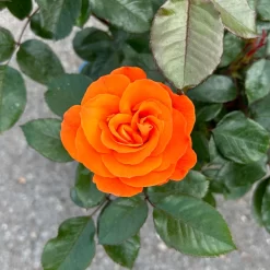 Beetrose 'Westzeit®', Orange-aprikot Bis Rosa, Topf 6 Liter -Gartenserien Geschäft 0460200487 Westzeit Beetrose orange apricot 7 126462