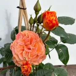 Beetrose 'Westzeit®', Orange-aprikot Bis Rosa, Topf 6 Liter -Gartenserien Geschäft 0460200487 beetrose westzeit premium 4 123885