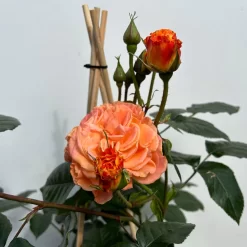 Beetrose 'Westzeit®', Orange-aprikot Bis Rosa, Topf 6 Liter -Gartenserien Geschäft 0460200487 beetrose westzeit premium 5 123887