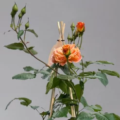 Beetrose 'Westzeit®', Orange-aprikot Bis Rosa, Topf 6 Liter -Gartenserien Geschäft 0460200487 beetrose westzeit premium1 124082