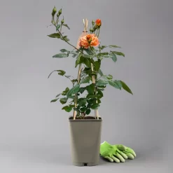 Beetrose 'Westzeit®', Orange-aprikot Bis Rosa, Topf 6 Liter -Gartenserien Geschäft 0460200487 beetrose westzeit premium 124081