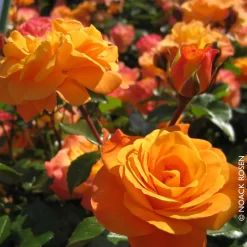 Beetrose 'Westzeit®', Orange-aprikot Bis Rosa, Topf 6 Liter -Gartenserien Geschäft 0460200487 Beetrose Westzeit RGB Copyright NEU 01 42092