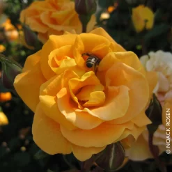 Beetrose 'Westzeit®', Orange-aprikot Bis Rosa, Doppelbogen, Topf 10 Liter -Gartenserien Geschäft 0460200487 Beetrose Westzeit RGB Copyright NEU 02 42093 1