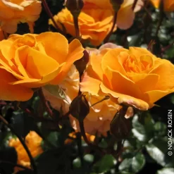 Beetrose 'Westzeit®', Orange-aprikot Bis Rosa, Doppelbogen, Topf 10 Liter -Gartenserien Geschäft 0460200487 Beetrose Westzeit RGB Copyright NEU 42091 1