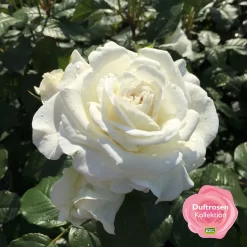 Stammrose 'Die Rose Ihrer Majestät'® (Beainesza), Stammhöhe 60cm Im 7,5 Lt Topf