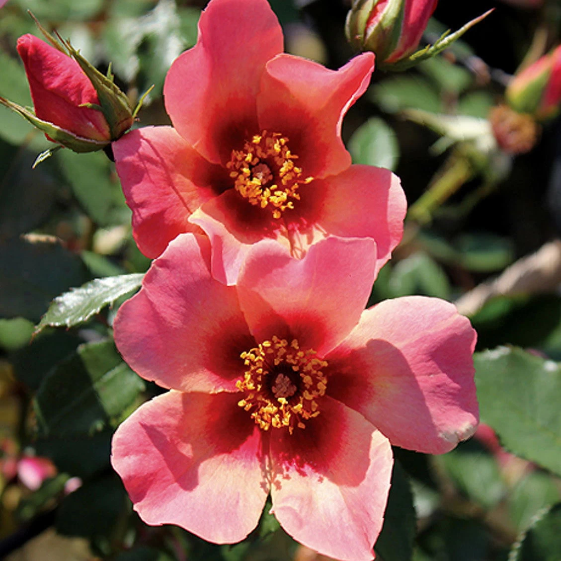 Beetrose 'For Your Eyes Only®', Apricot Rot, Topf 6 Liter 1 Beetrose 'For Your Eyes Only®', Apricot Rot, Topf 6 Liter