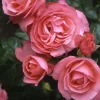 Kletterrose 'Rosanna®', Lachsrosa, Topf 6 Liter