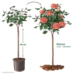 Stammrose 'Augusta Luise®', Edelrose, Stammhöhe 60cm Im 7,5 Liter Topf -Gartenserien Geschäft 046080 Rosenstamm apricot rosa 122132