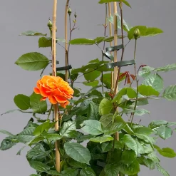 Beetrose 'Westzeit®', Orange-aprikot Bis Rosa, Doppelbogen, Topf 10 Liter -Gartenserien Geschäft 0460850563 rose westzeit doppelbogen 1 124091