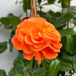 Beetrose 'Westzeit®', Orange-aprikot Bis Rosa, Doppelbogen, Topf 10 Liter -Gartenserien Geschäft 0460850563 rose westzeit doppelbogen 4 123897