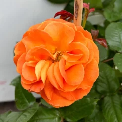 Beetrose 'Westzeit®', Orange-aprikot Bis Rosa, Doppelbogen, Topf 10 Liter -Gartenserien Geschäft 0460850563 rose westzeit doppelbogen 6 123898