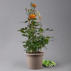 Beetrose 'Westzeit®', Orange-aprikot Bis Rosa, Doppelbogen, Topf 10 Liter -Gartenserien Geschäft 0460850563 rose westzeit premium doppelbogen 2 125103