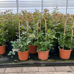 Beetrose 'Westpoint'®, Blutorange, Doppelbogen, Topf 10 Liter -Gartenserien Geschäft 0460850981 rose westpoint doppelbogen 1 124046