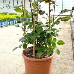 Beetrose 'Westpoint'®, Blutorange, Doppelbogen, Topf 10 Liter -Gartenserien Geschäft 0460850981 rose westpoint doppelbogen 3 124044