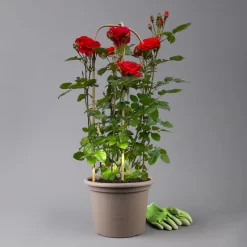 Beetrose 'Westpoint'®, Blutorange, Doppelbogen, Topf 10 Liter -Gartenserien Geschäft 0460850981 rose westpoint premium doppelbogen 3 t 125106