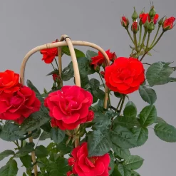 Beetrose 'Westpoint'®, Blutorange, Doppelbogen, Topf 10 Liter -Gartenserien Geschäft 0460850981 rose westpoint premium doppelbogen 3 125107