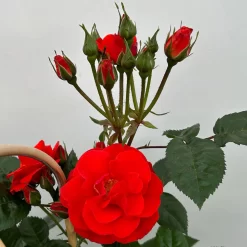 Beetrose 'Westpoint'®, Blutorange, Doppelbogen, Topf 10 Liter -Gartenserien Geschäft 0460850981 rose westpoint premium doppelbogen 4 124619