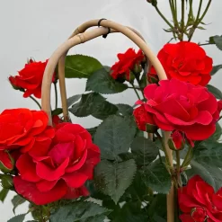 Beetrose 'Westpoint'®, Blutorange, Doppelbogen, Topf 10 Liter -Gartenserien Geschäft 0460850981 rose westpoint premium doppelbogen 5 124618