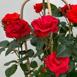 Beetrose 'Westpoint'®, Blutorange, Doppelbogen, Topf 10 Liter -Gartenserien Geschäft 0460850981 rose westpoint premium doppelbogen 6 124620