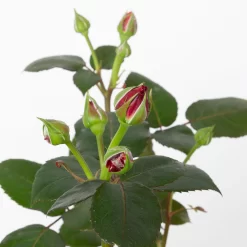 Duftende Edelrose 'Charisma'® Magentarot, Doppelbogen, Topf 7,5 Liter -Gartenserien Geschäft 0460851081 charisma 2 124812