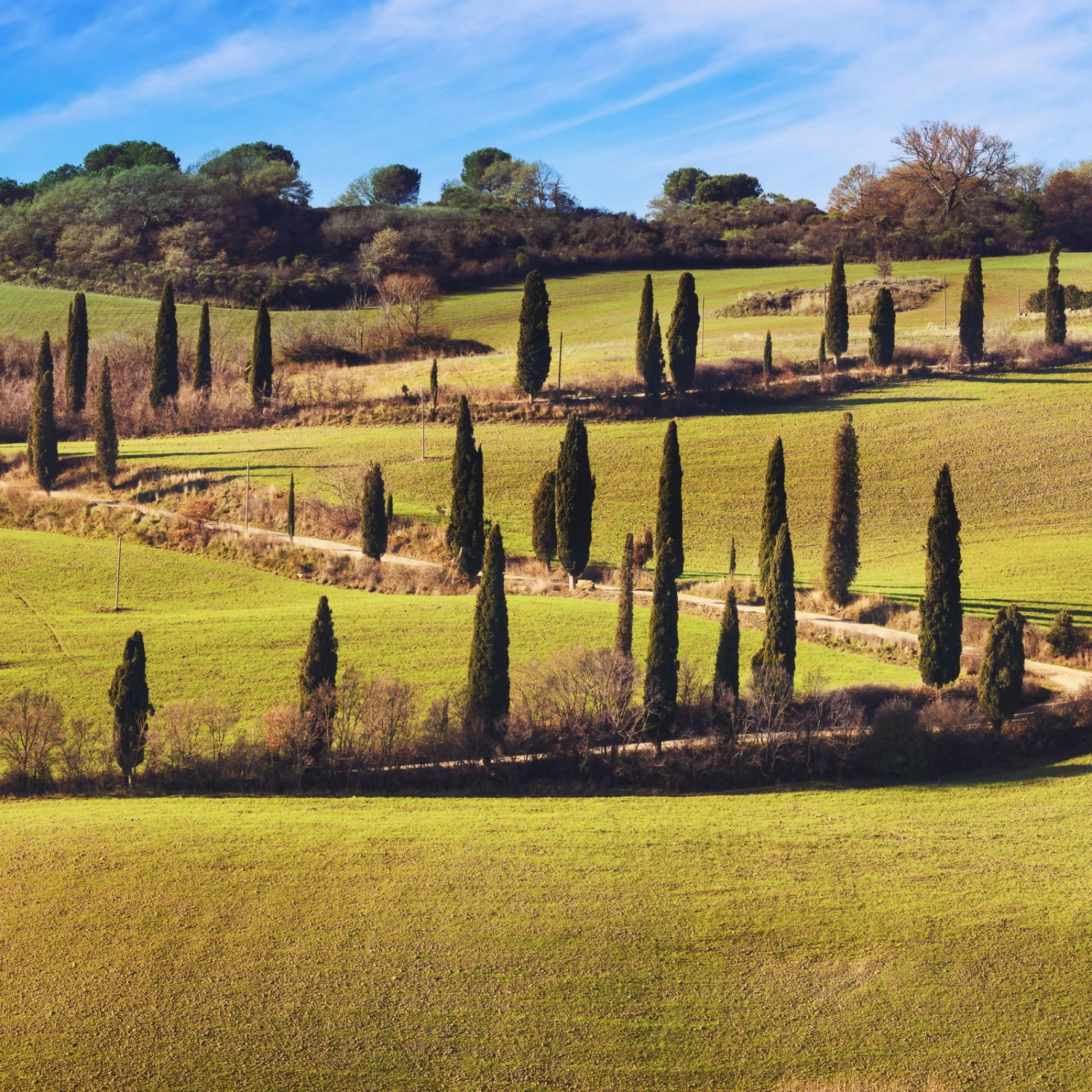 Winterharte Toskana-Zypresse 'Eisspitze'®, Höhe 150-175 Cm, Topf 20 Liter 1 Winterharte Toskana-Zypresse 'Eisspitze'®, Höhe 150-175 Cm, Topf 20 Liter