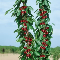 Kölle Bio Säulenkirsche 'Sylvia', Unterlage Prunus Colt, Topf 10 Liter
