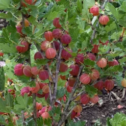 Naschgarten Beeren-Mix, 5er-Set, Höhe 35 Cm, Topf 2 Liter -Gartenserien Geschäft 0480800266 Stachelbeeren Set gruen rot Co2lt 75782